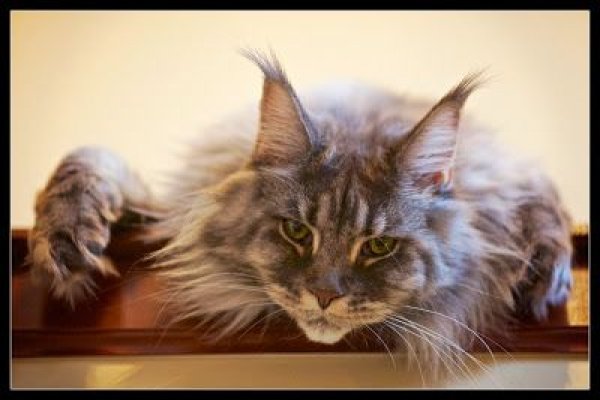 Кракен маркет даркент только через тор