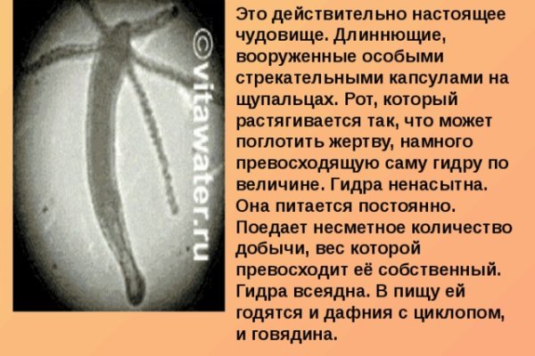 Официальный сайт даркнет